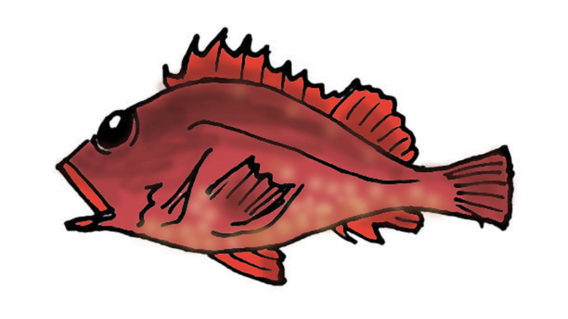 魚の絵