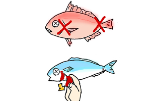 魚のしめ方